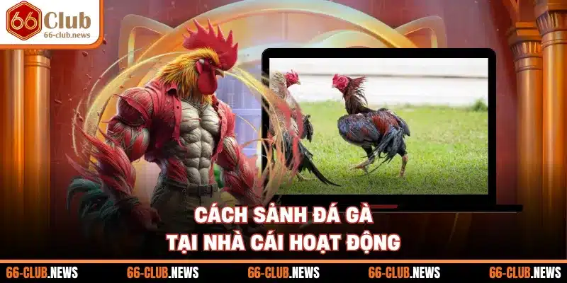 Cách sảnh đá gà tại nhà cái hoạt động