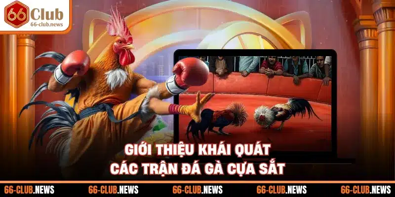 Giới thiệu khái quát các trận đá gà cựa sắt