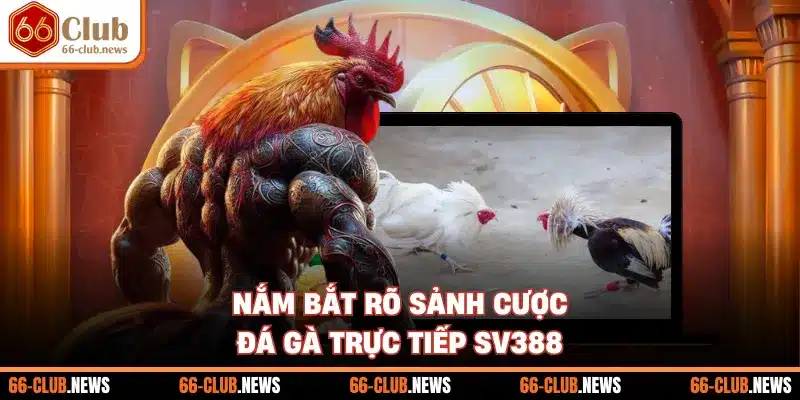 Nắm bắt rõ sảnh cược đá gà trực tiếp SV388