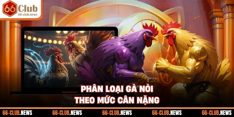 Phân loại gà nòi theo mức cân nặng