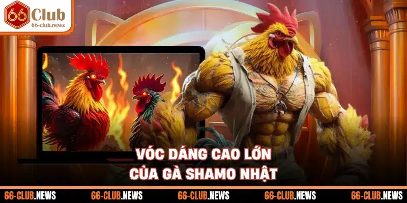Vóc dáng cao lớn của gà Shamo Nhật