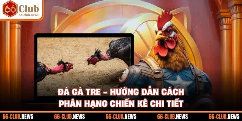 Đá Gà Tre - Hướng Dẫn Cách Phân Hạng Chiến Kê Chi Tiết